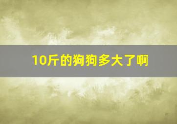 10斤的狗狗多大了啊