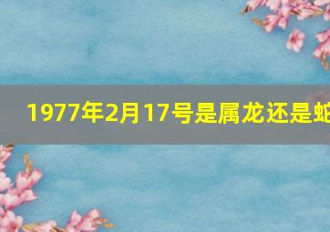 1977年2月17号是属龙还是蛇