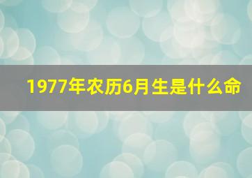 1977年农历6月生是什么命