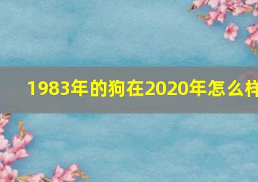 1983年的狗在2020年怎么样