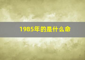 1985年的是什么命