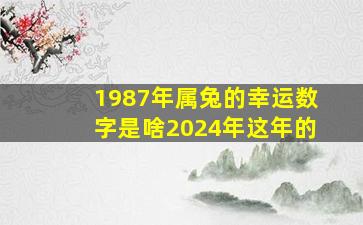 1987年属兔的幸运数字是啥2024年这年的