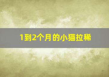 1到2个月的小猫拉稀