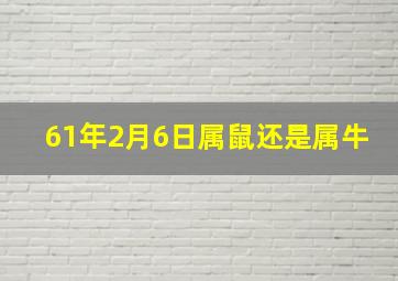 61年2月6日属鼠还是属牛