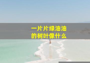 一片片绿油油的树叶像什么