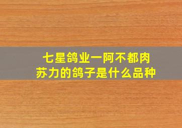 七星鸽业一阿不都肉苏力的鸽子是什么品种