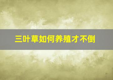 三叶草如何养殖才不倒