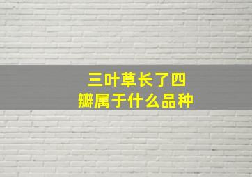 三叶草长了四瓣属于什么品种