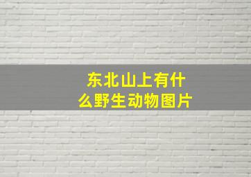 东北山上有什么野生动物图片