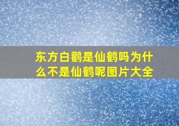 东方白鹳是仙鹤吗为什么不是仙鹤呢图片大全