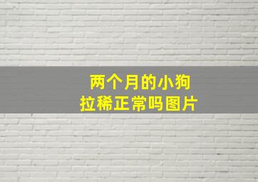 两个月的小狗拉稀正常吗图片