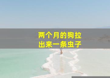 两个月的狗拉出来一条虫子