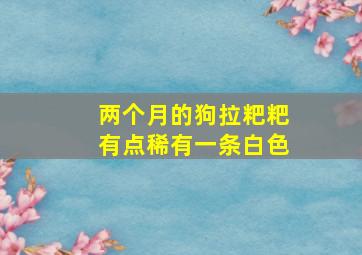 两个月的狗拉粑粑有点稀有一条白色