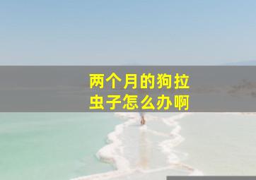 两个月的狗拉虫子怎么办啊