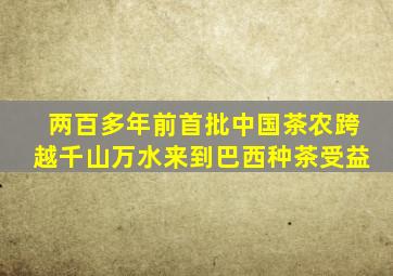 两百多年前首批中国茶农跨越千山万水来到巴西种茶受益