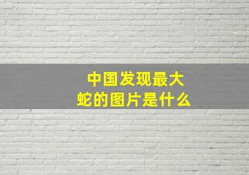 中国发现最大蛇的图片是什么