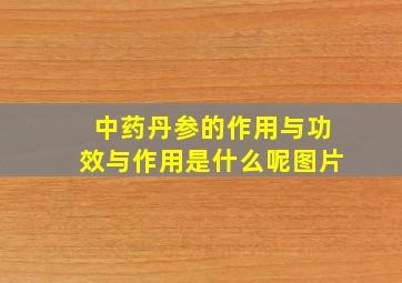 中药丹参的作用与功效与作用是什么呢图片