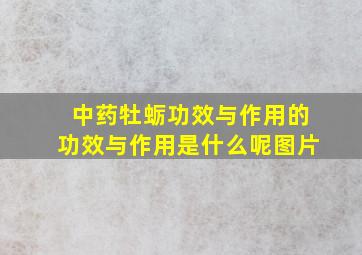 中药牡蛎功效与作用的功效与作用是什么呢图片