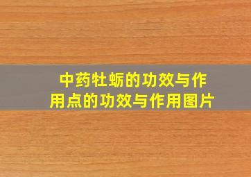 中药牡蛎的功效与作用点的功效与作用图片