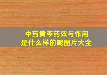 中药黄芩药效与作用是什么样的呢图片大全