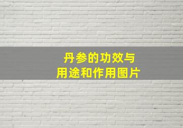 丹参的功效与用途和作用图片