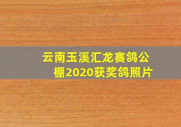 云南玉溪汇龙赛鸽公棚2020获奖鸽照片