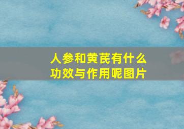 人参和黄芪有什么功效与作用呢图片