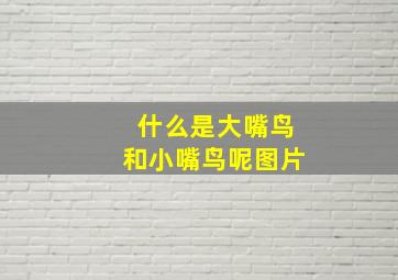 什么是大嘴鸟和小嘴鸟呢图片