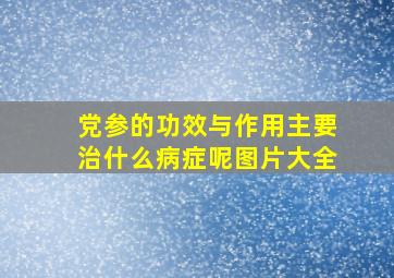 党参的功效与作用主要治什么病症呢图片大全