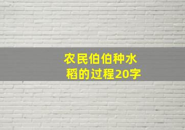 农民伯伯种水稻的过程20字