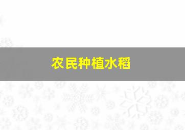 农民种植水稻