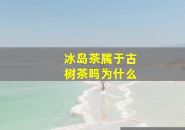 冰岛茶属于古树茶吗为什么