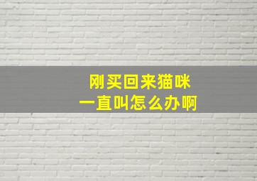 刚买回来猫咪一直叫怎么办啊