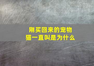 刚买回来的宠物猫一直叫是为什么