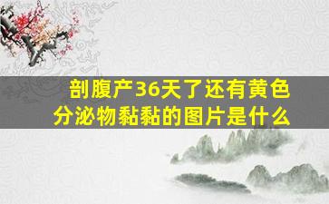 剖腹产36天了还有黄色分泌物黏黏的图片是什么