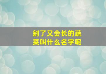 割了又会长的蔬菜叫什么名字呢