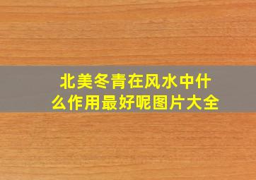 北美冬青在风水中什么作用最好呢图片大全