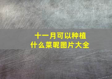 十一月可以种植什么菜呢图片大全