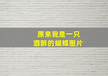 原来我是一只酒醉的蝴蝶图片