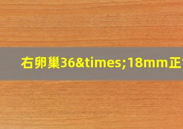 右卵巢36×18mm正常吗