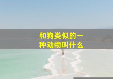 和狗类似的一种动物叫什么