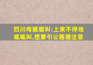 四川母画眉叫:上来不停地呱呱叫,想要引公画眉注意