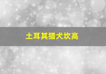 土耳其猎犬坎高