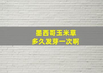 墨西哥玉米草多久发芽一次啊