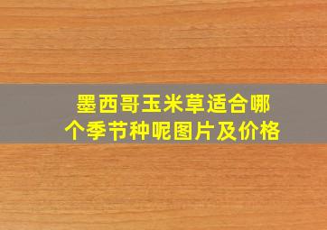 墨西哥玉米草适合哪个季节种呢图片及价格