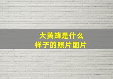 大黄蜂是什么样子的照片图片