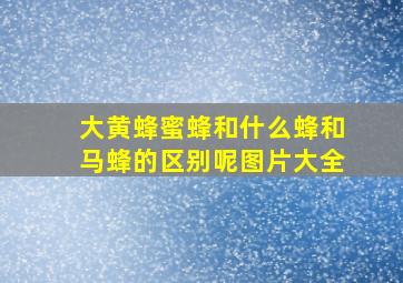 大黄蜂蜜蜂和什么蜂和马蜂的区别呢图片大全