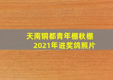 天南铜都青年棚秋棚2021年进奖鸽照片