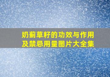 奶蓟草籽的功效与作用及禁忌用量图片大全集