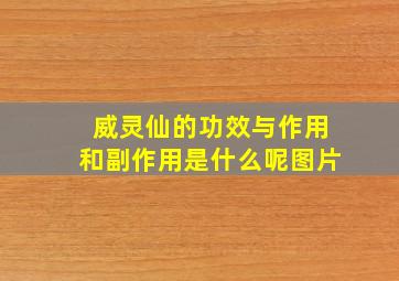 威灵仙的功效与作用和副作用是什么呢图片